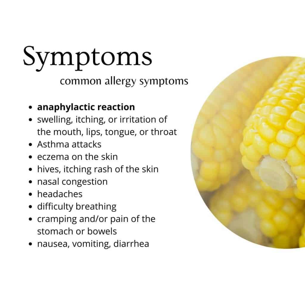 a white box is shown with text relaying symptoms of corn allergies with a semi-circle image of yellow corn on the right side
