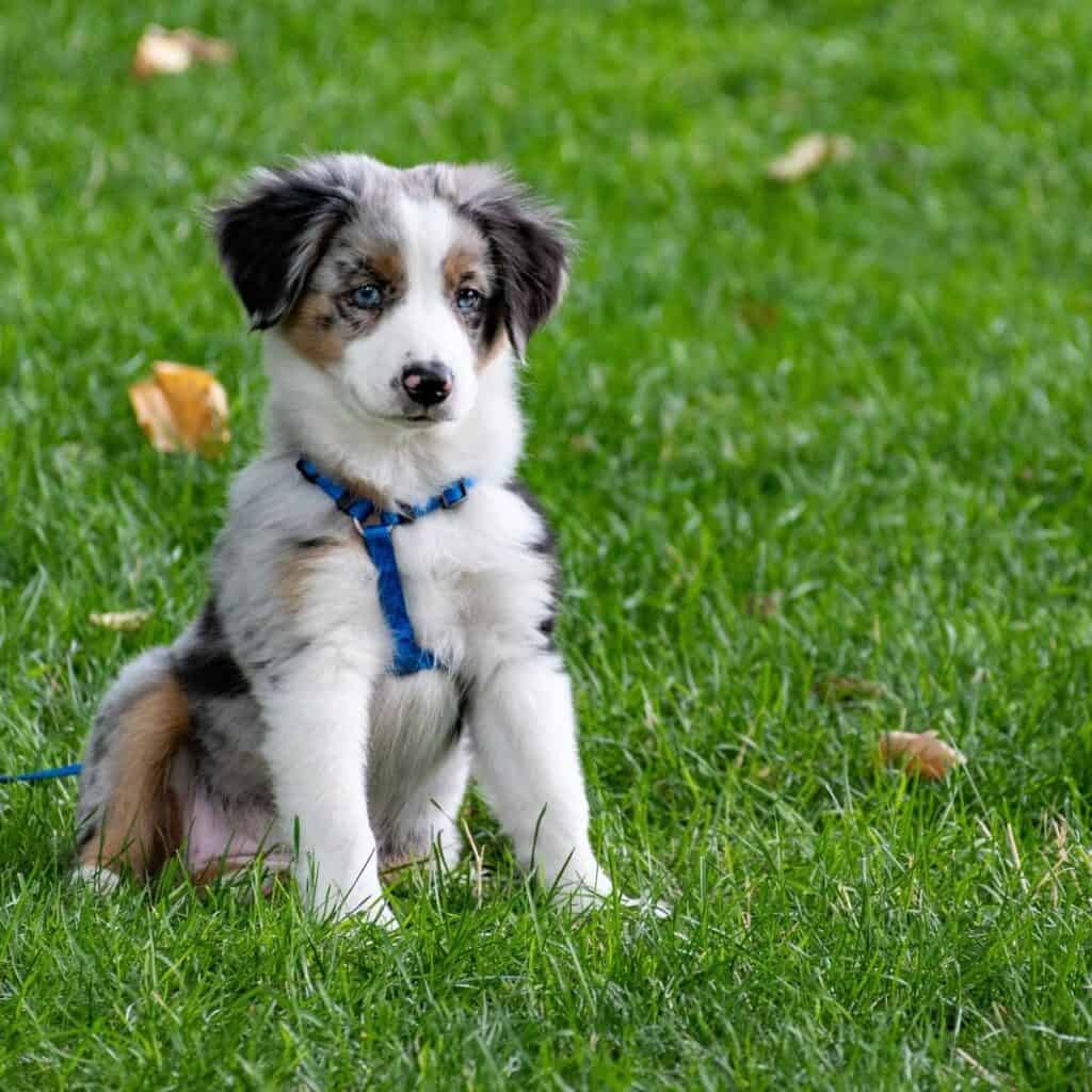 Australian Shepard puppy in the grass