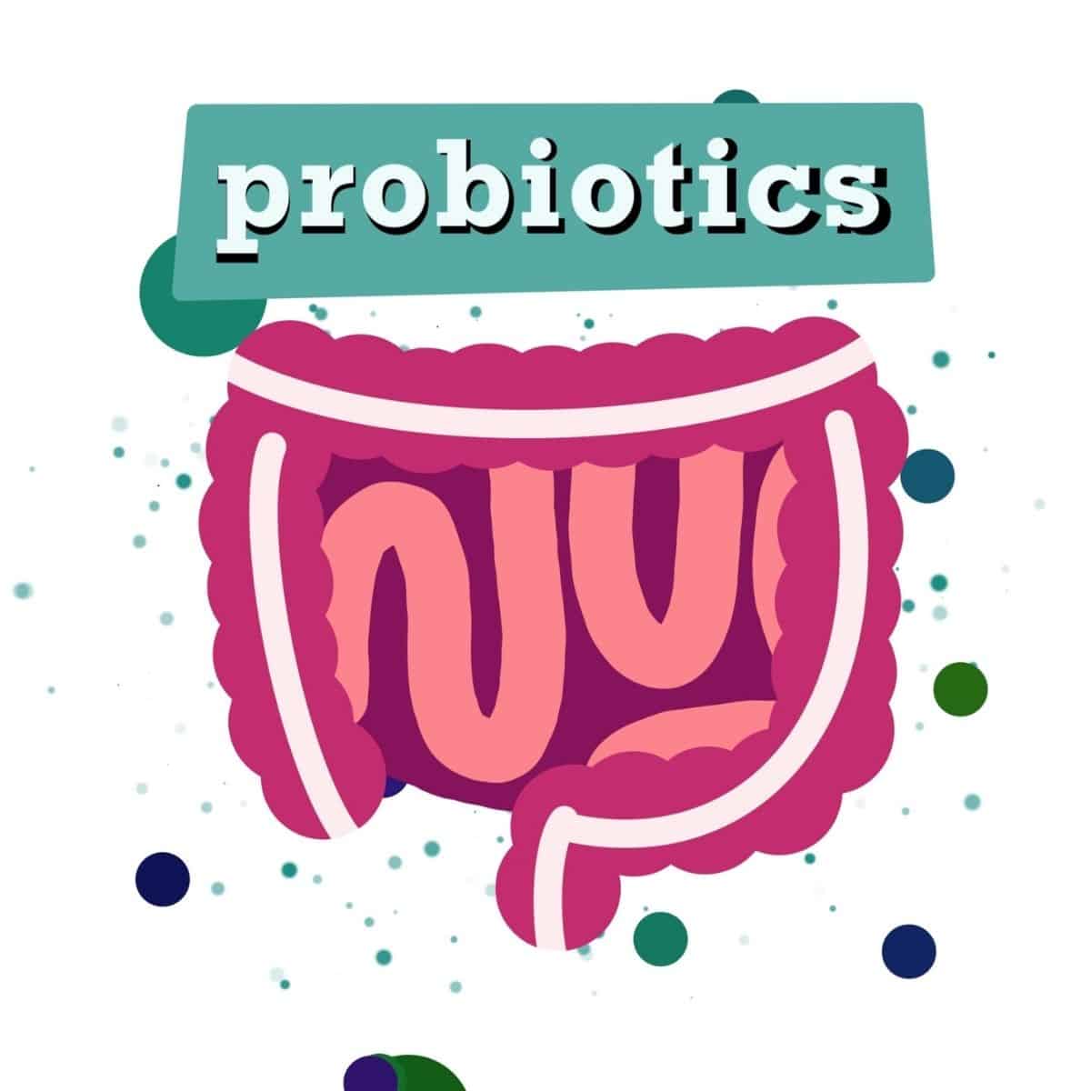 illustration of a healthy GI system with a text box that reads probiotics