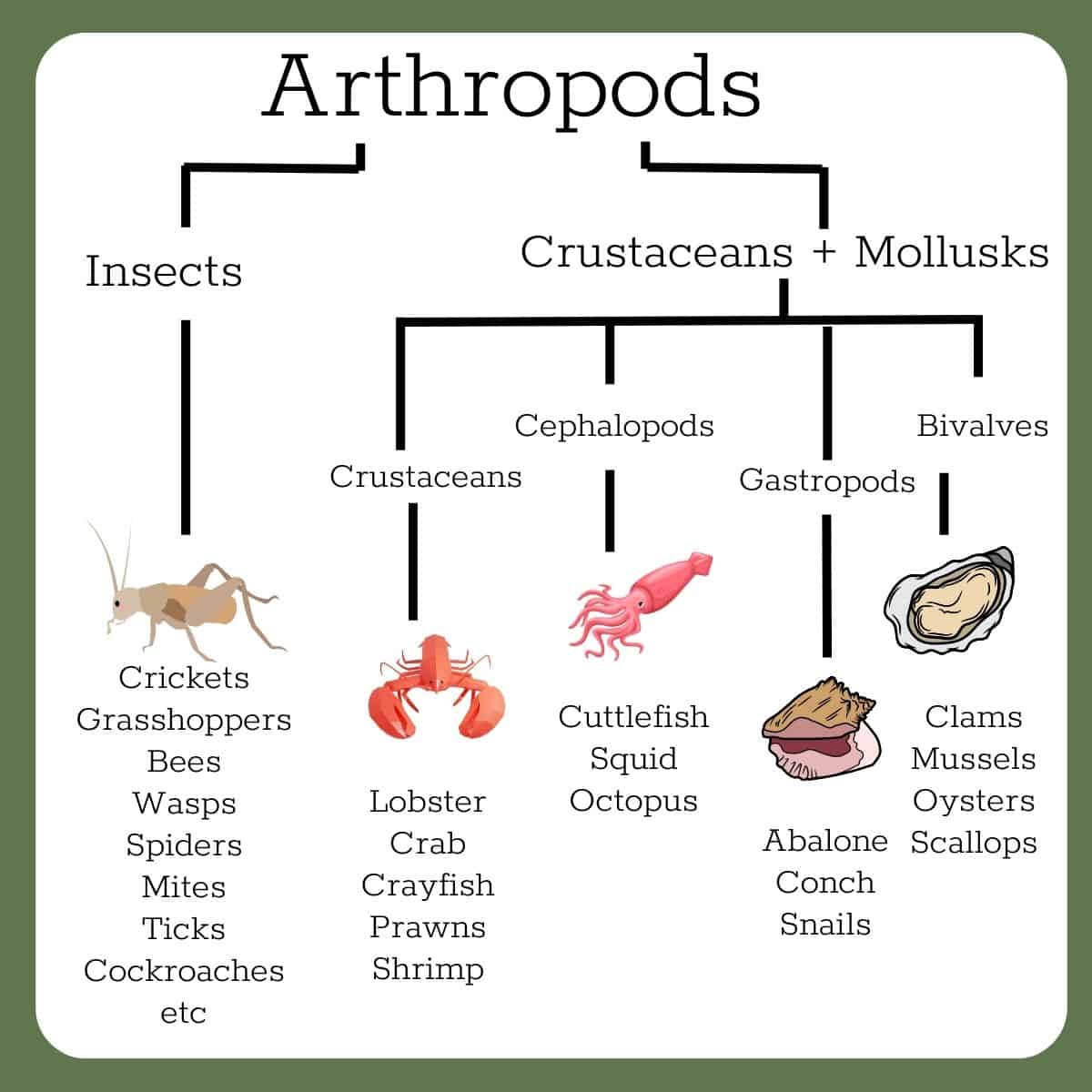 A chart showing the connection of the animal kingdom of Arthropods connecting insects to crustaceans and mollusks, aka, shellfish.