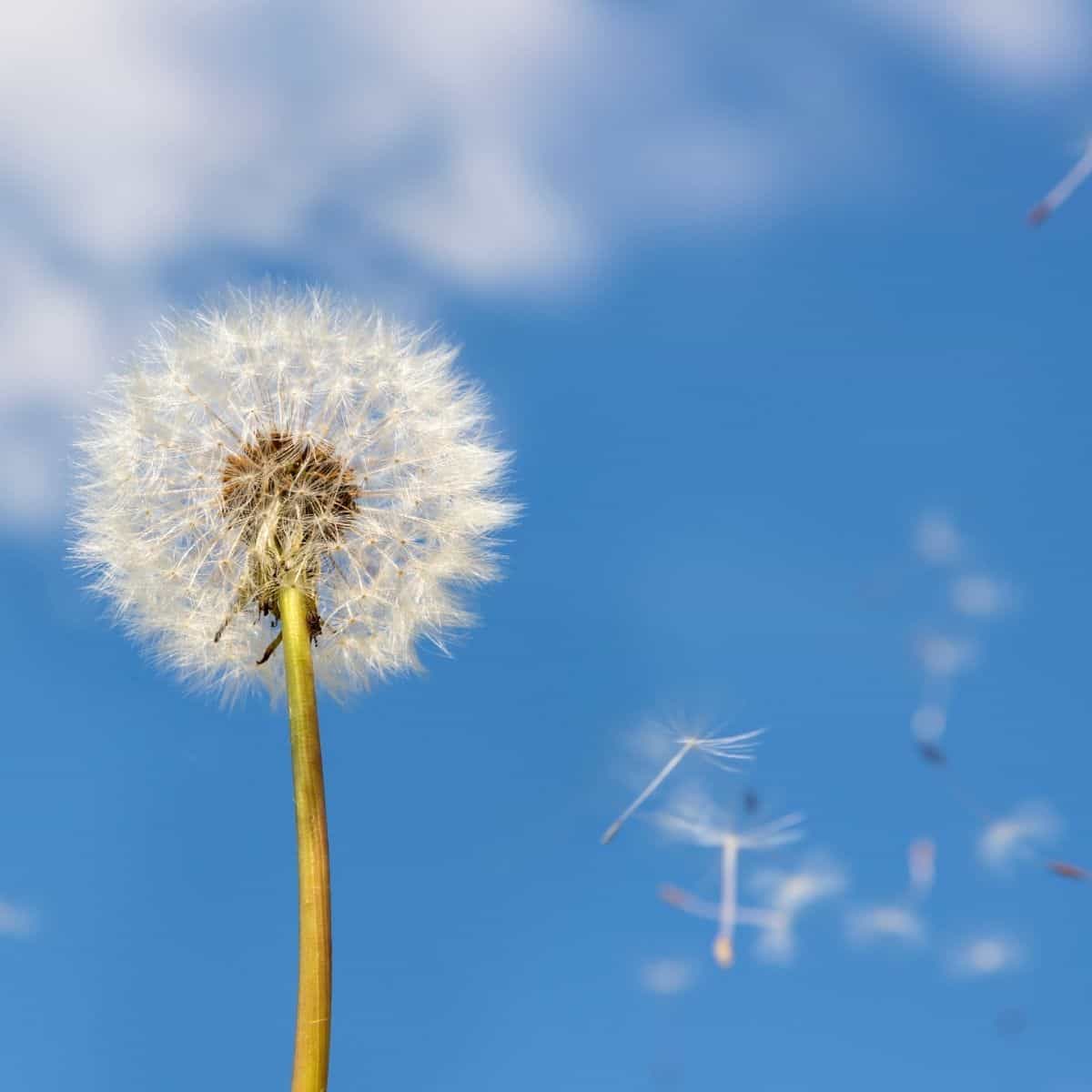 A seed filled dandelion in front of a blue sky.