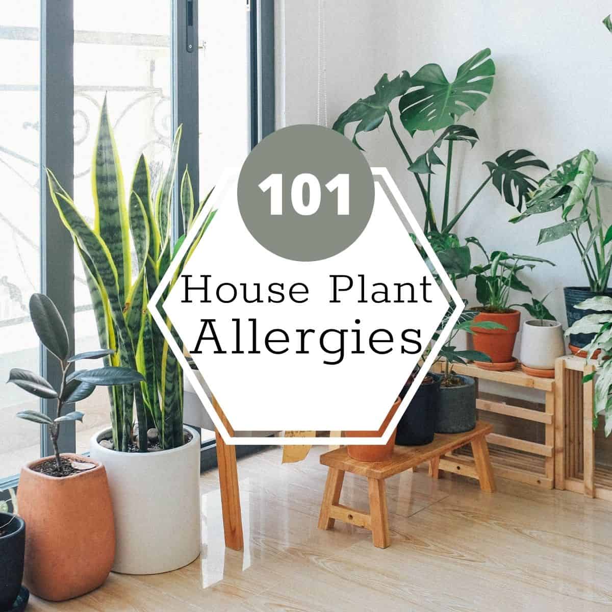A light and bright room filled with different types of plants in various pots. A white hexagon with text in the middle reads, "house plant allergies 101".