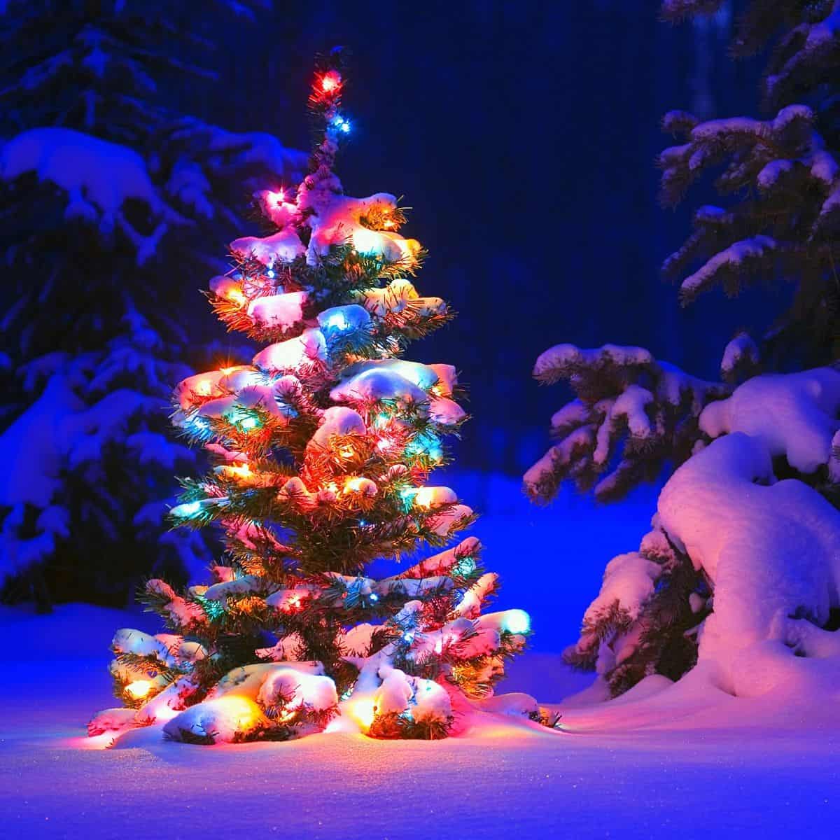 A snow covered tree is outside in the winter at nighttime. Lights are on the tree casting a multi-colored glow.