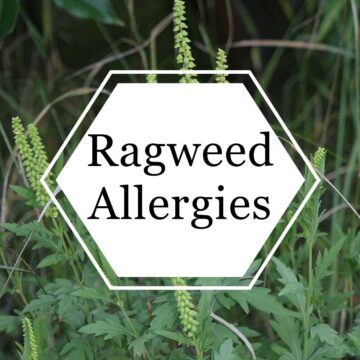 A picture of a ragweed plant in the woods. A white hexagon shape is on top with the title, "ragweed allergies" written inside.